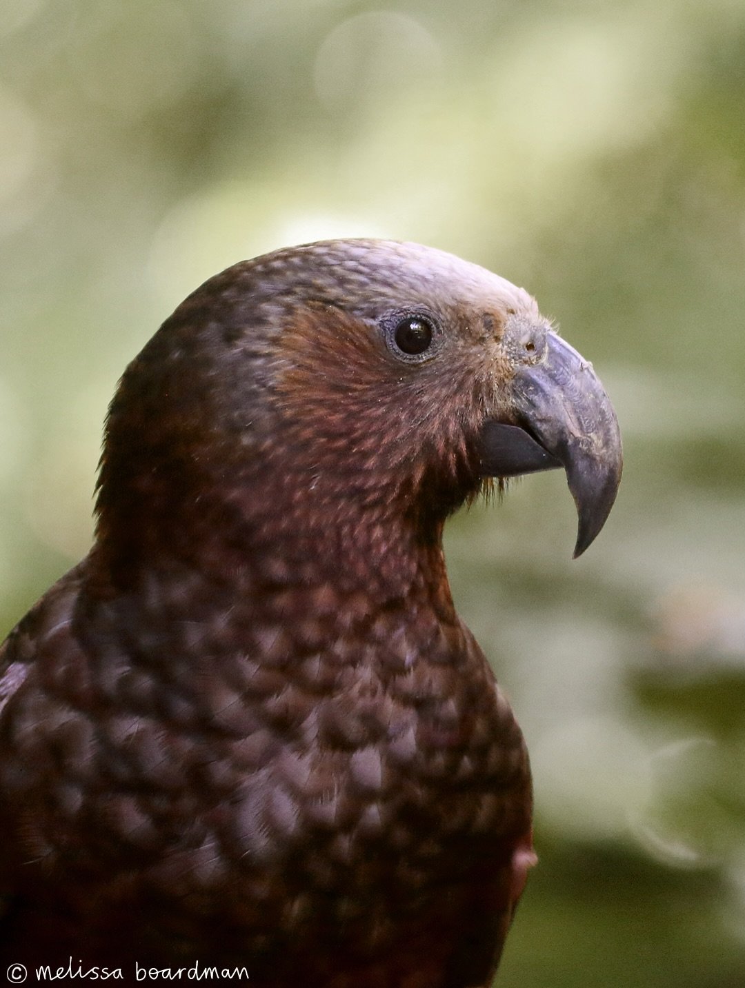 Some cheeky faces at @sanctuary_mountain 🦜

It was so nice to stroll around the amazing Maungatautari last weekend, highlights were seeing the kākā have their lunch, finding a toutouwai nest and hearing kōkako!

The whole place was bustling with bir