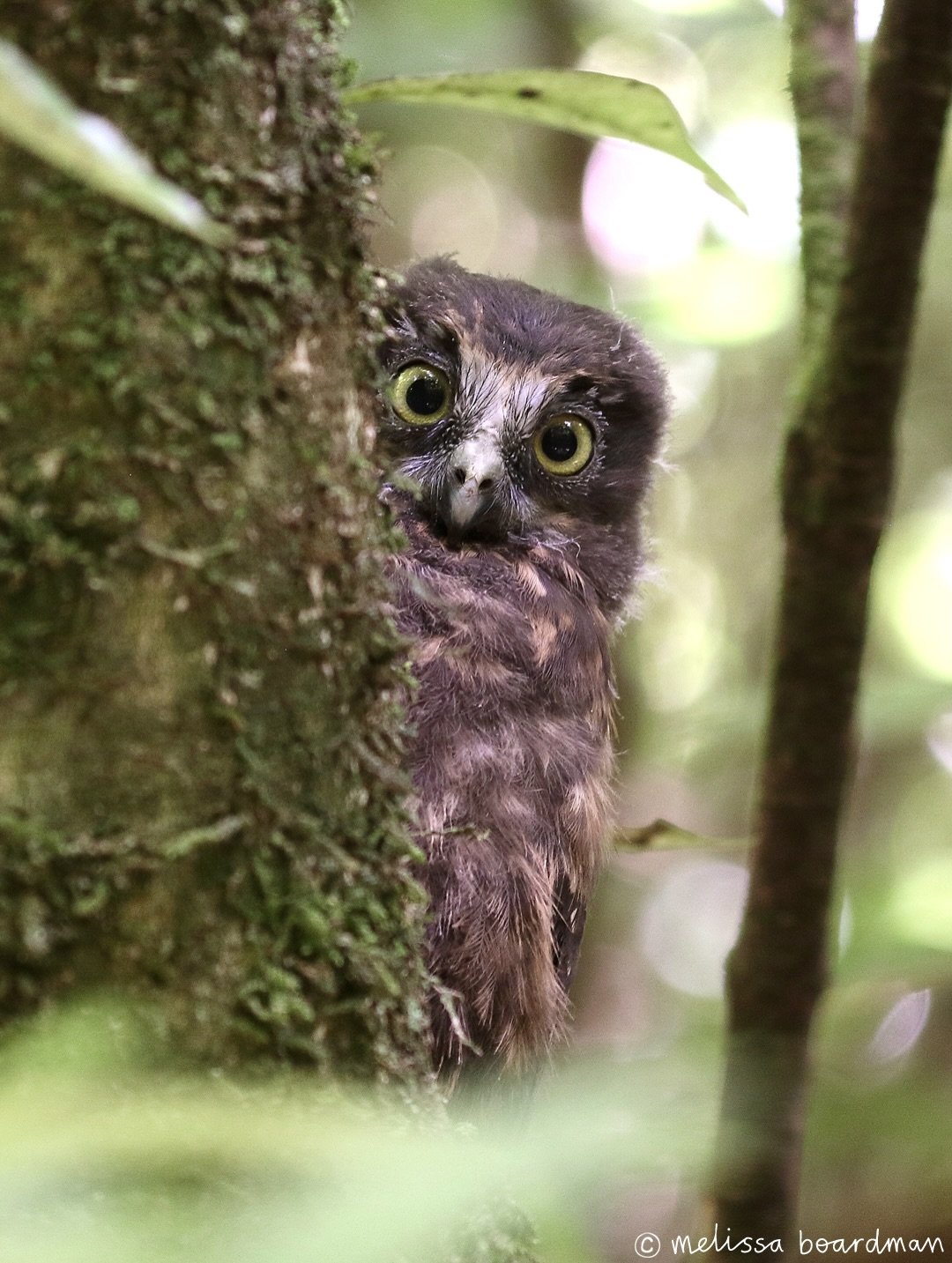 I had SUCH a great time being back in Wellington, and the highlight was finding this ruru fledgling (and sibling) in one of my old favourite birdwatching spots.

I used to walk past this area twice a week and see roosting ruru often, so it was just i