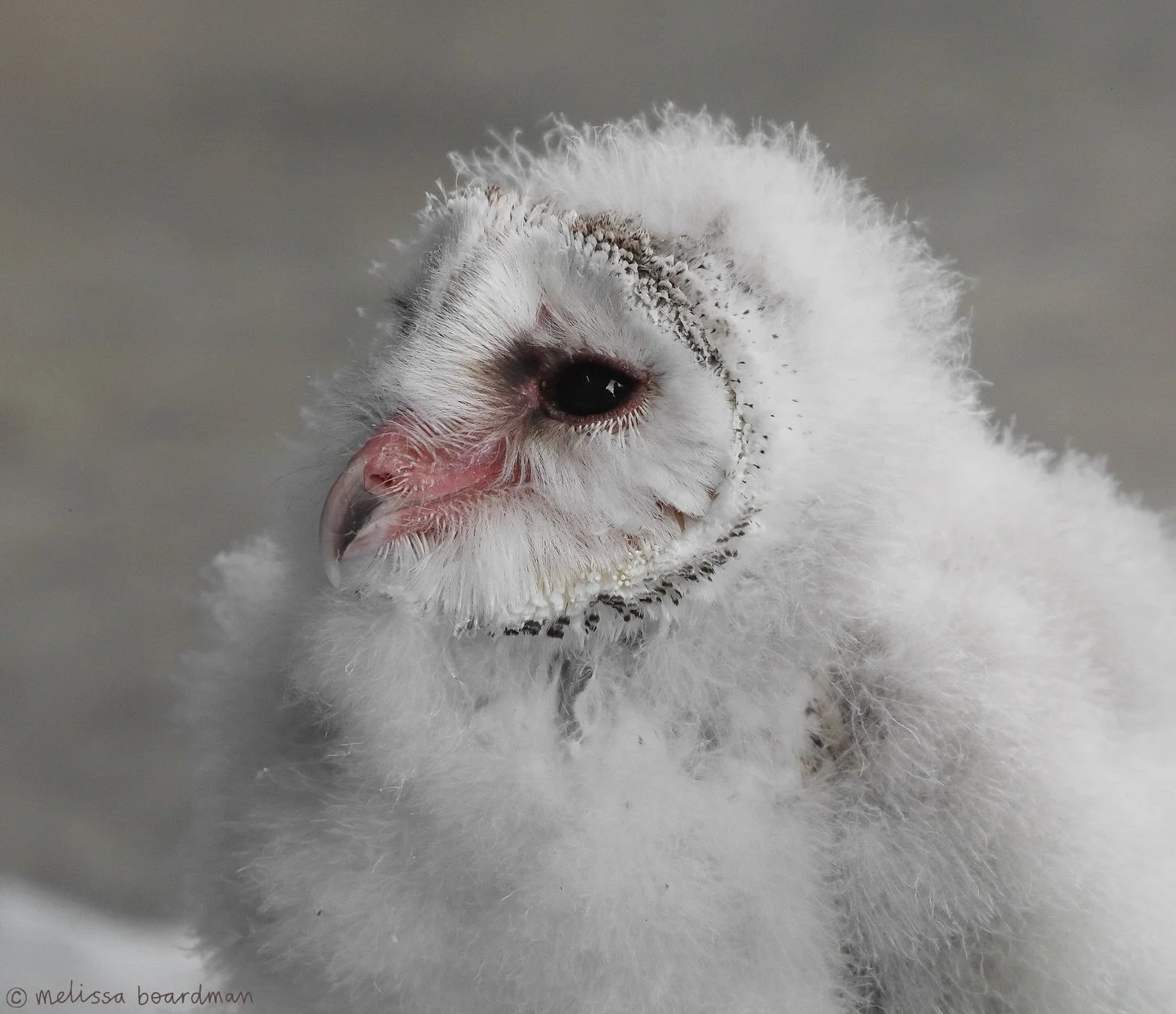 The fuzziest resident at @wingspan.nz 🤍

It was so exciting to be treated to a special sneak preview of this adorable seven-week-old barn owl chick at Wingspan today 🥹

I had no idea we&rsquo;d be meeting this little one, so it was the best surpris