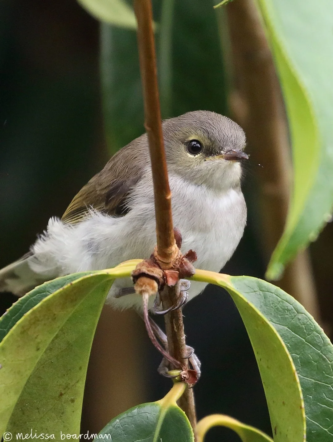 A little sweet treat for you!

These adorable riroriro / grey warbler siblings have been fluttering around in my garden for the last few days.

It&rsquo;s so nice to see actual warbler fledglings before the inevitable cuckoo fledglings show up! 

🐦: