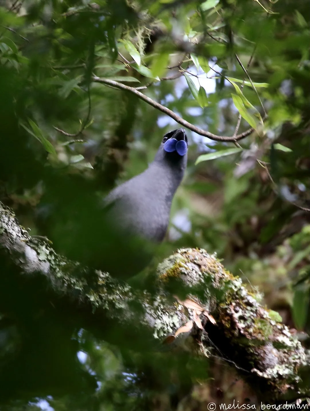 Birds that are worth the 4am alarm ⏰ 

I was so thrilled to see these kōkako at Kaharoa suuuper early on Christmas morning! There was even a young bird being fed by its parents. It was so exciting to see!

The forest was chock full of other bush bird