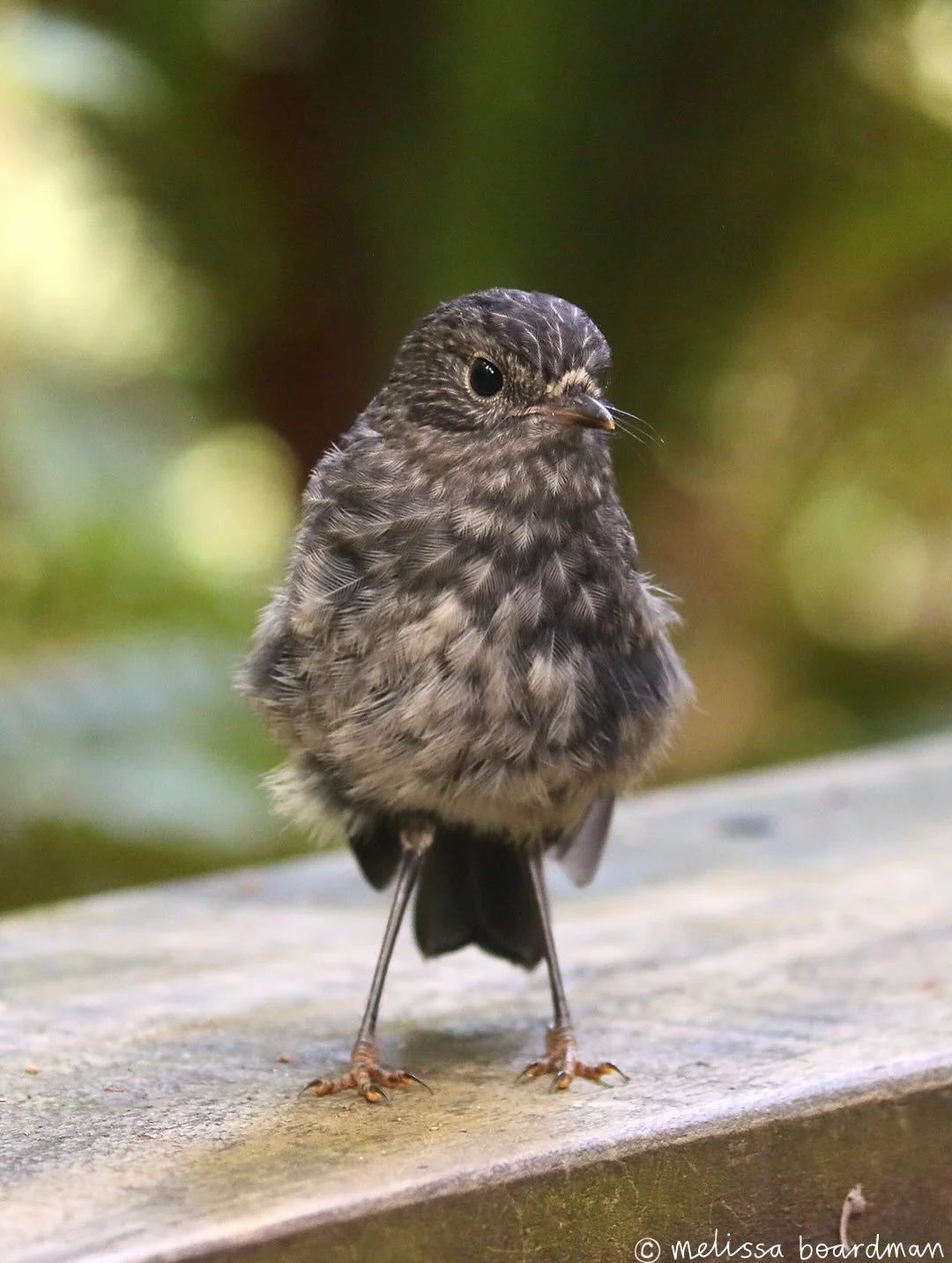 Local cutie! 🩶

I&rsquo;m always surprised to see toutouwai fledglings living out in the wild, this cutie and sibling were hanging out with their parents near Blue Lake, Rotorua.

Toutouwai spend so much time on the ground so they&rsquo;re super vul