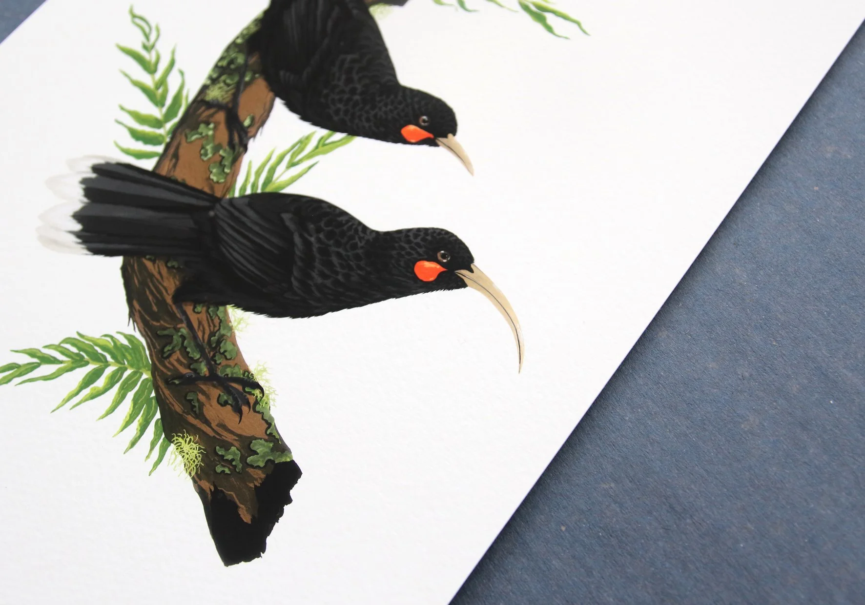 melissa boardman print huia 02.jpg