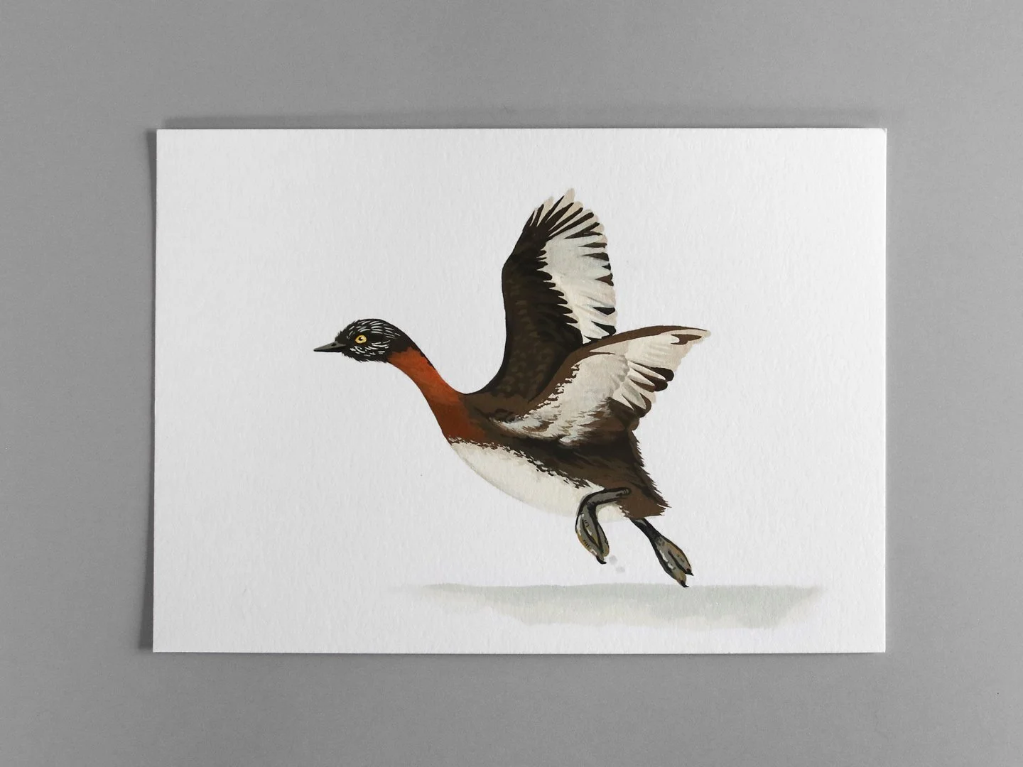 melissa boardman dabchick flying 02b.jpg