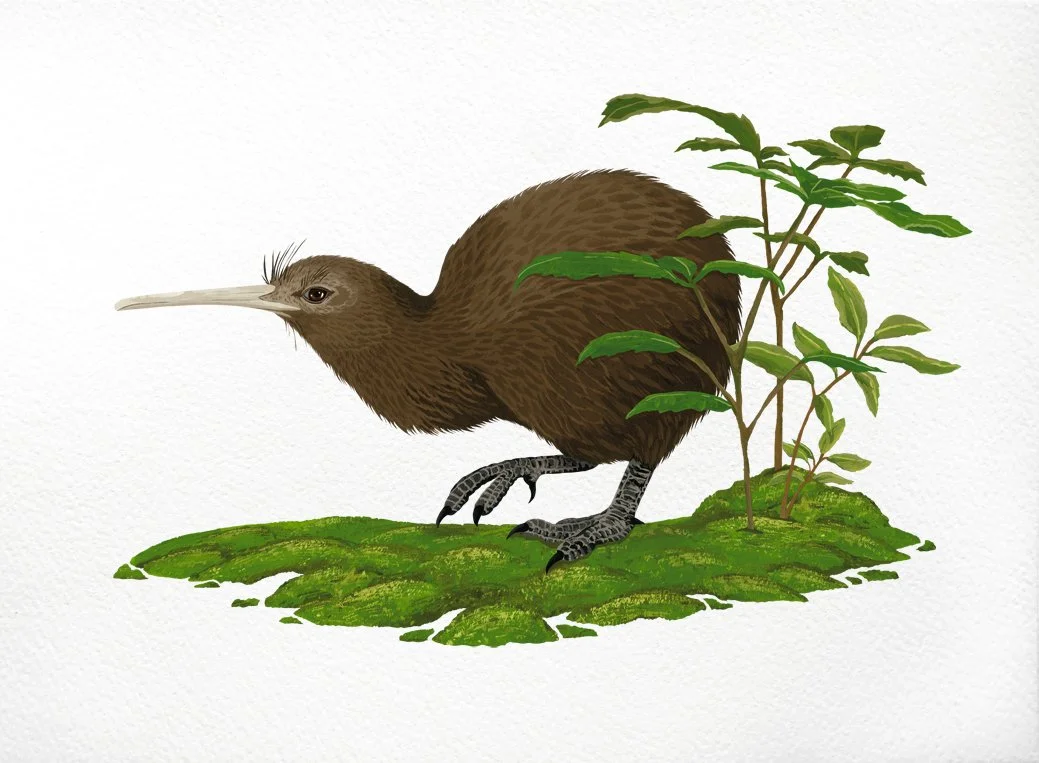 melissa boardman kiwi nui 03.jpg