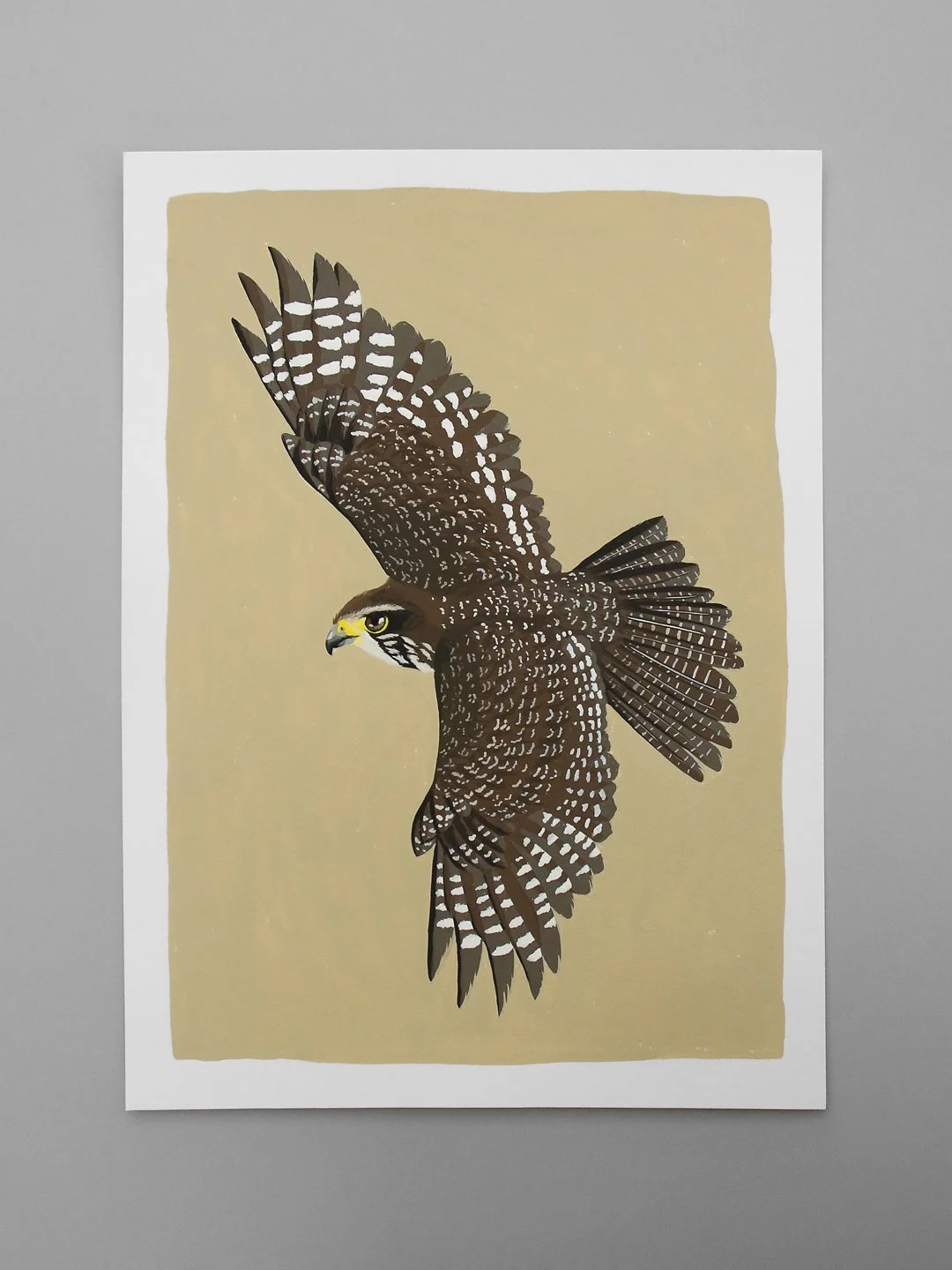 melissa boardman falcon original 06.jpg