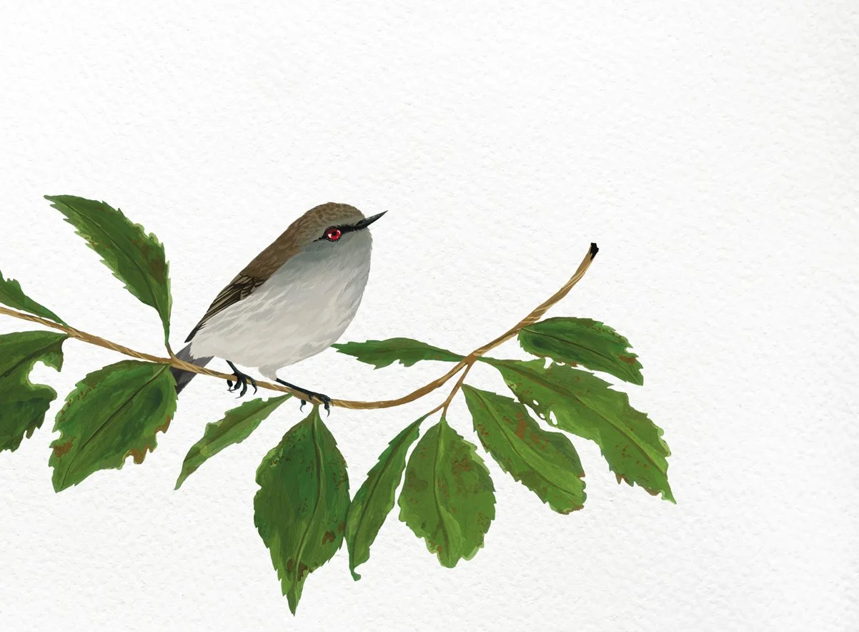 melissa boardman warbler print 04.jpg