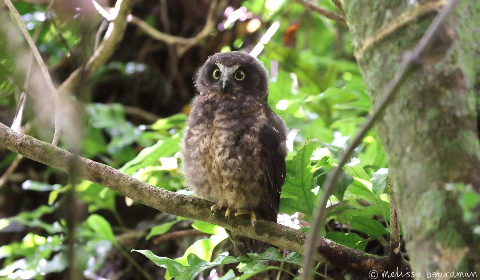 Christmas eve ruru spotting at Zealandia — Melissa Boardman