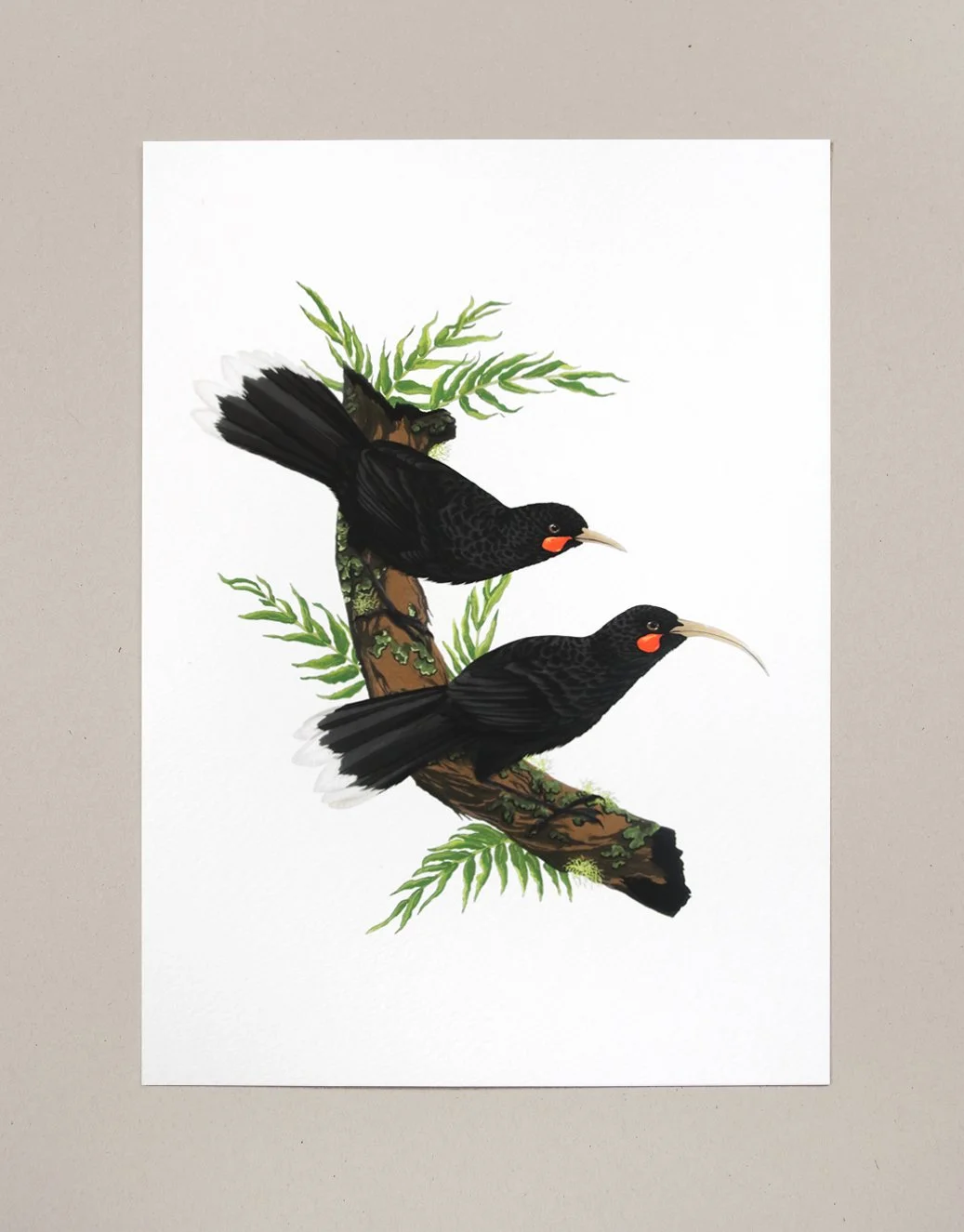 melissa boardman print huia 03.jpg