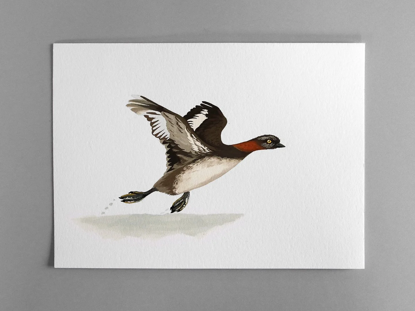 melissa boardman dabchick flying 01a.jpg