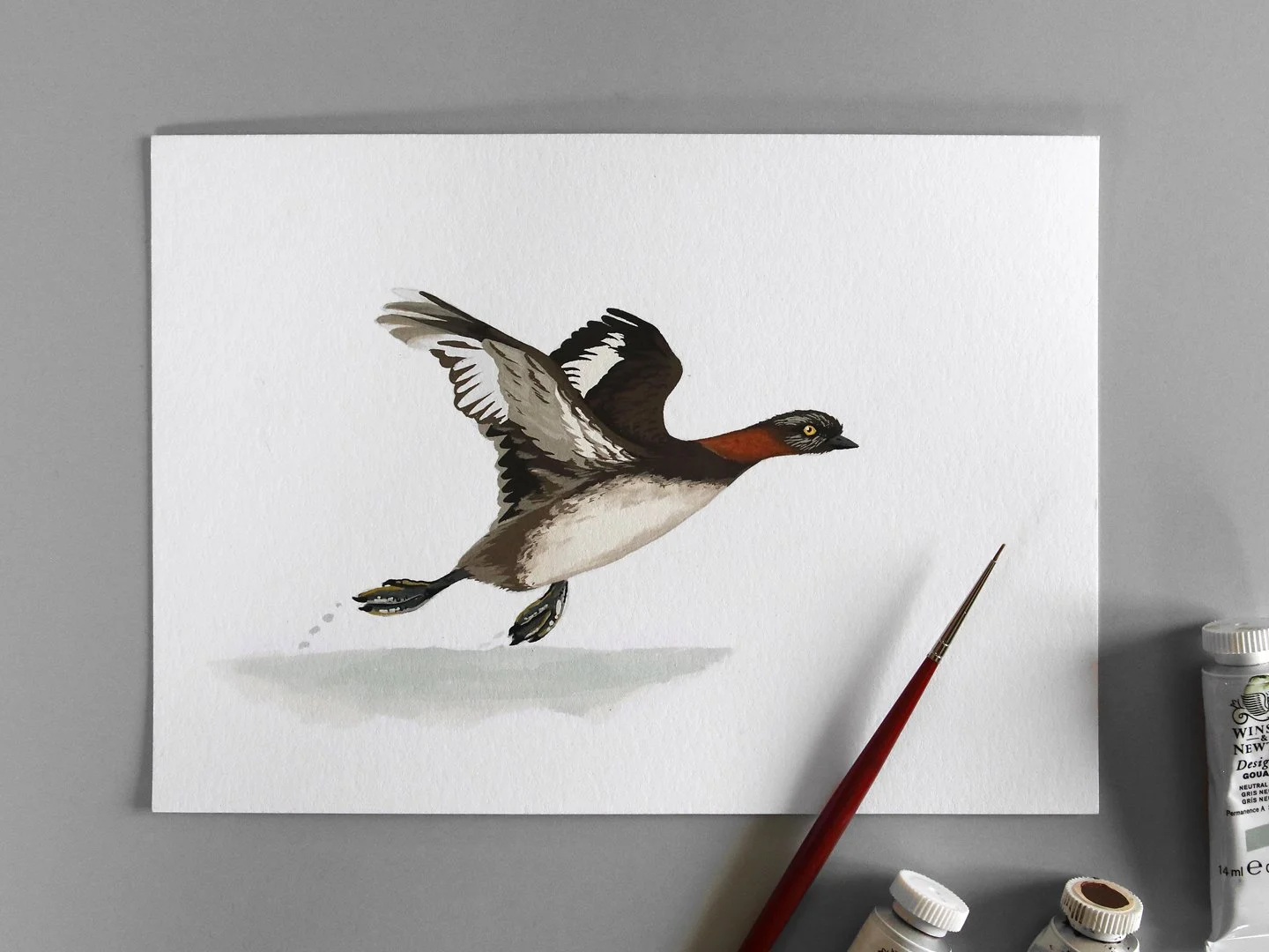 melissa boardman dabchick flying 01b.jpg