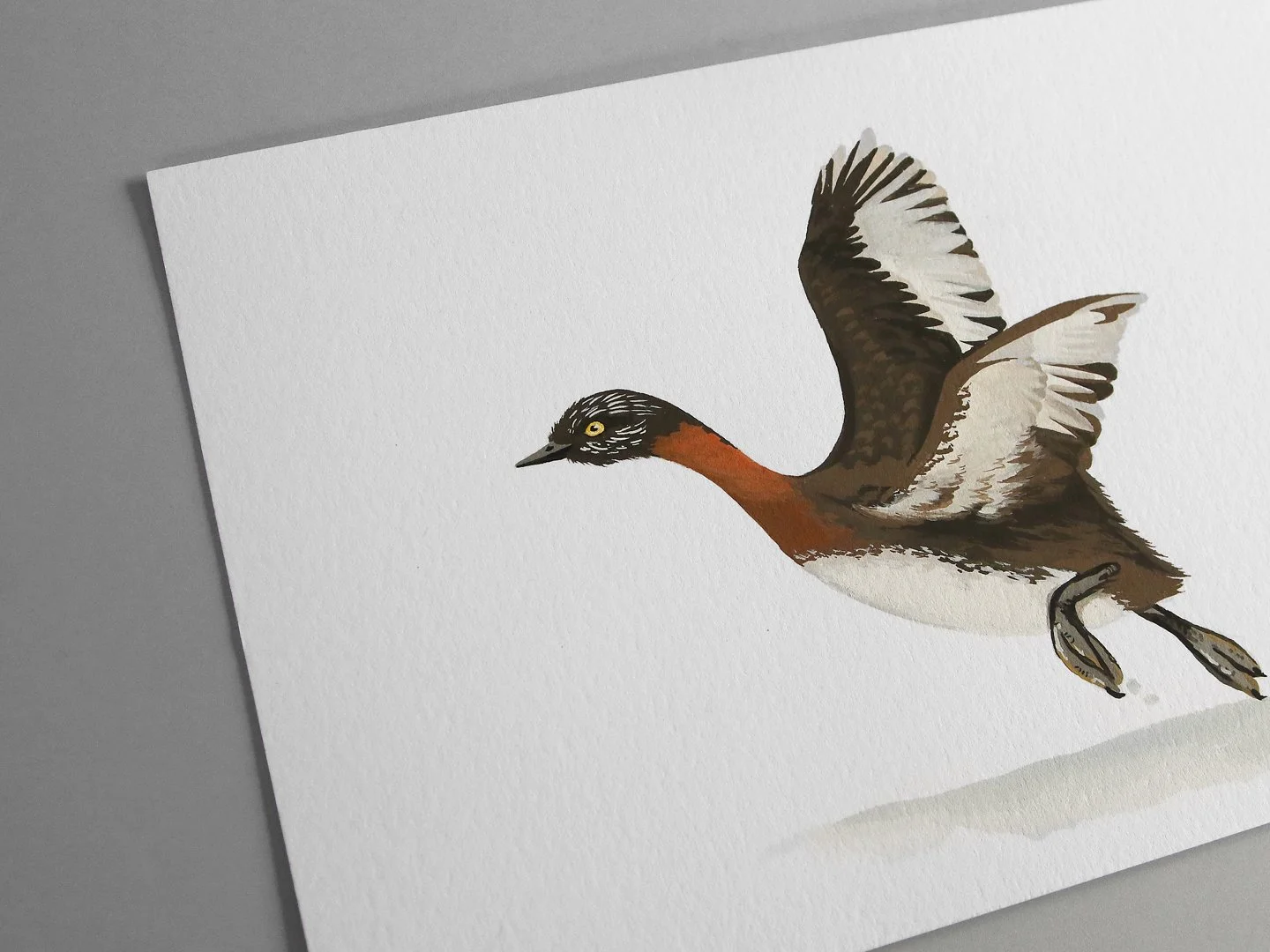 melissa boardman dabchick flying 02c.jpg