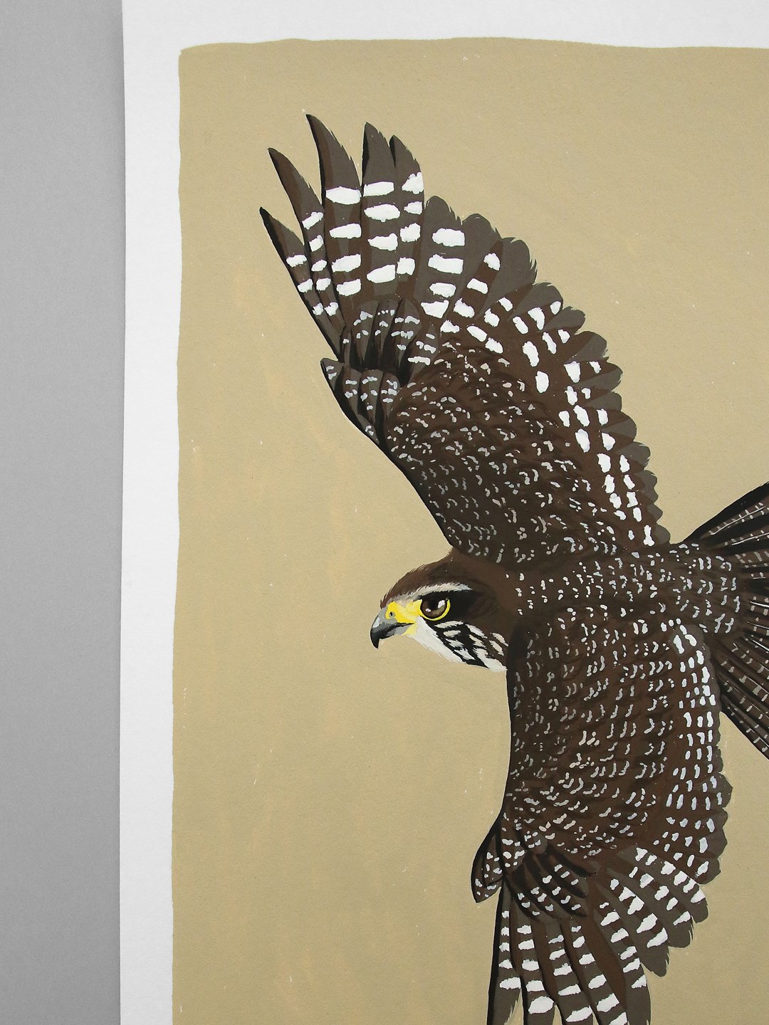melissa boardman falcon original 04.jpg
