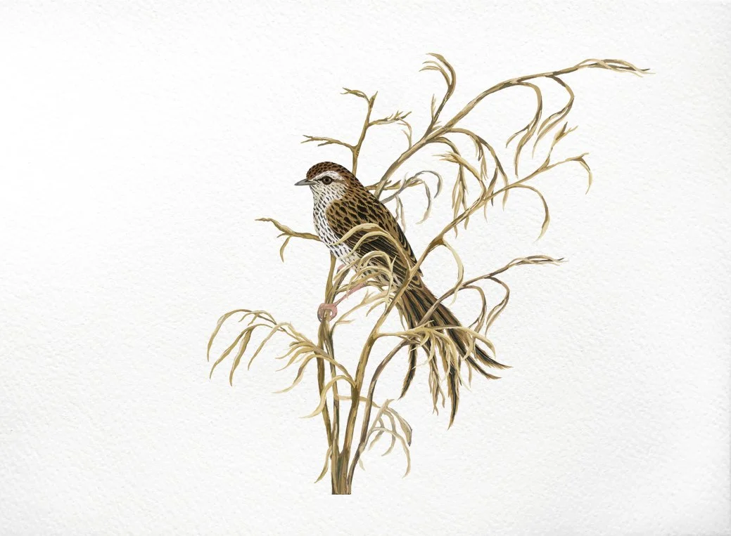 melissa boardman fernbird print 03.jpg