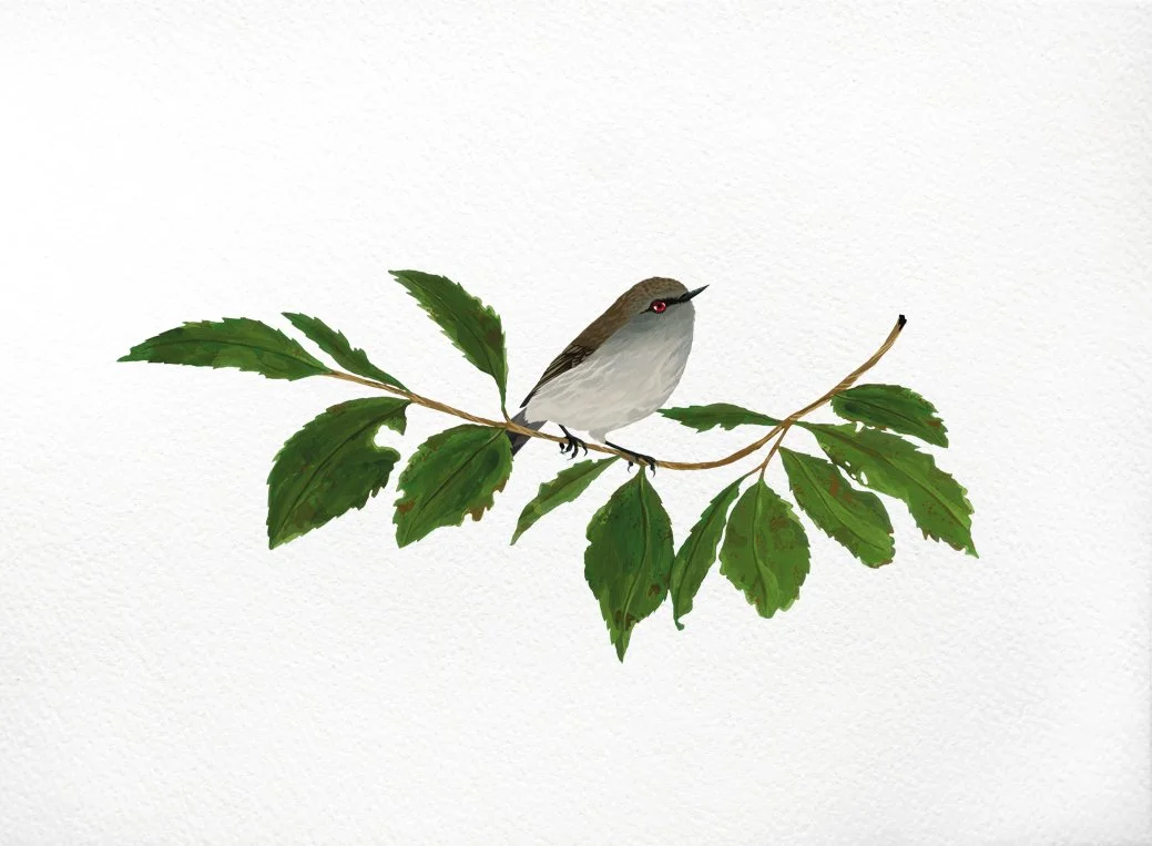 melissa boardman warbler print 03.jpg