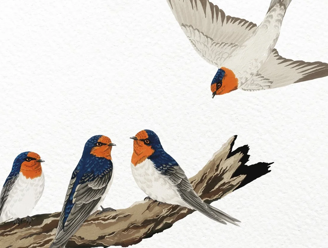 melissa boardman swallows 04.jpg