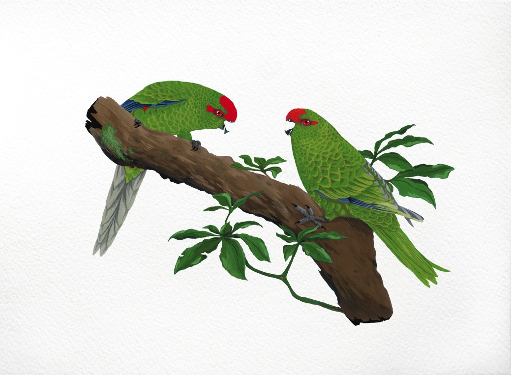 melissa boardman kakariki print 03.jpg