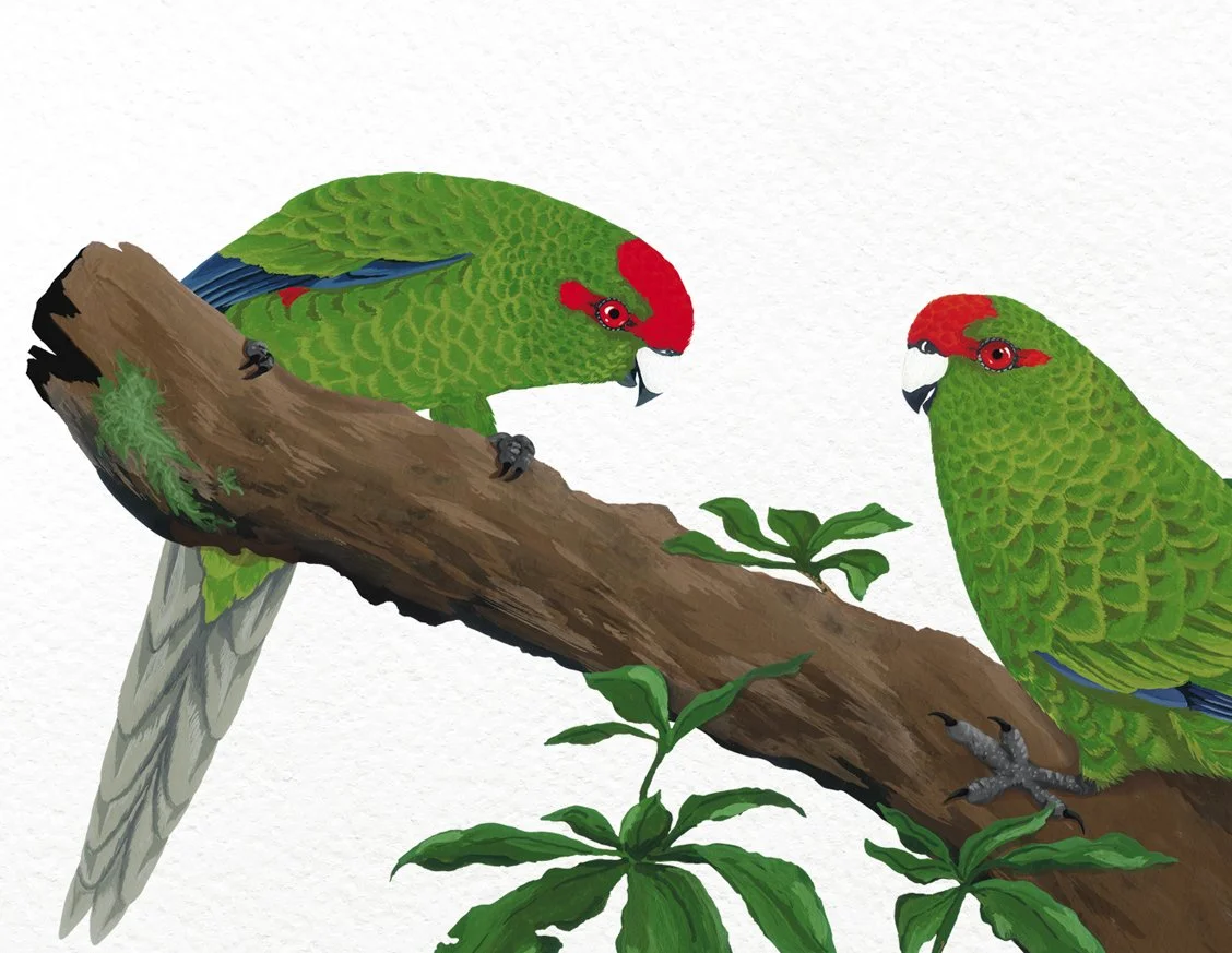 melissa boardman kakariki print 04.jpg