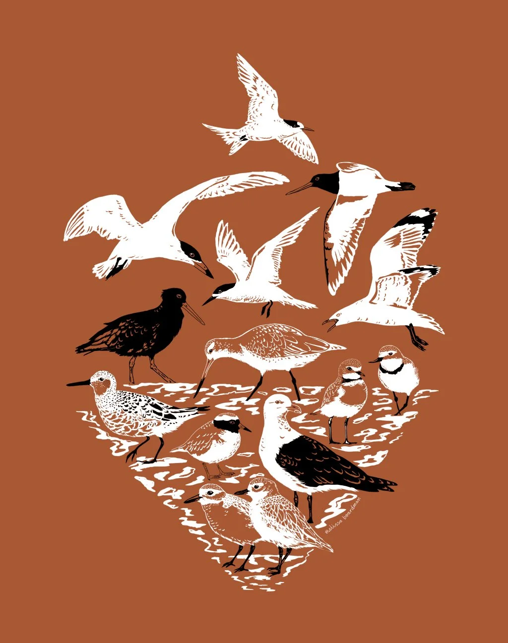 melissa boardman shorebird t-shirt 01.jpg