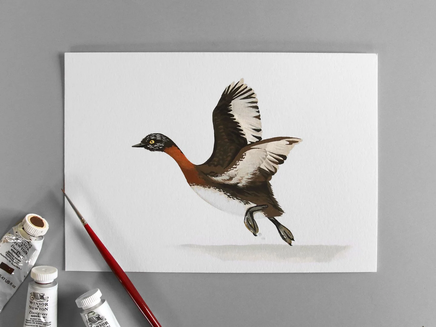 melissa boardman dabchick flying 02a.jpg