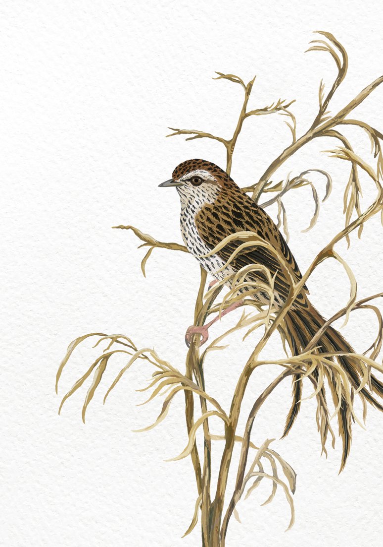 melissa boardman fernbird print 04.jpg