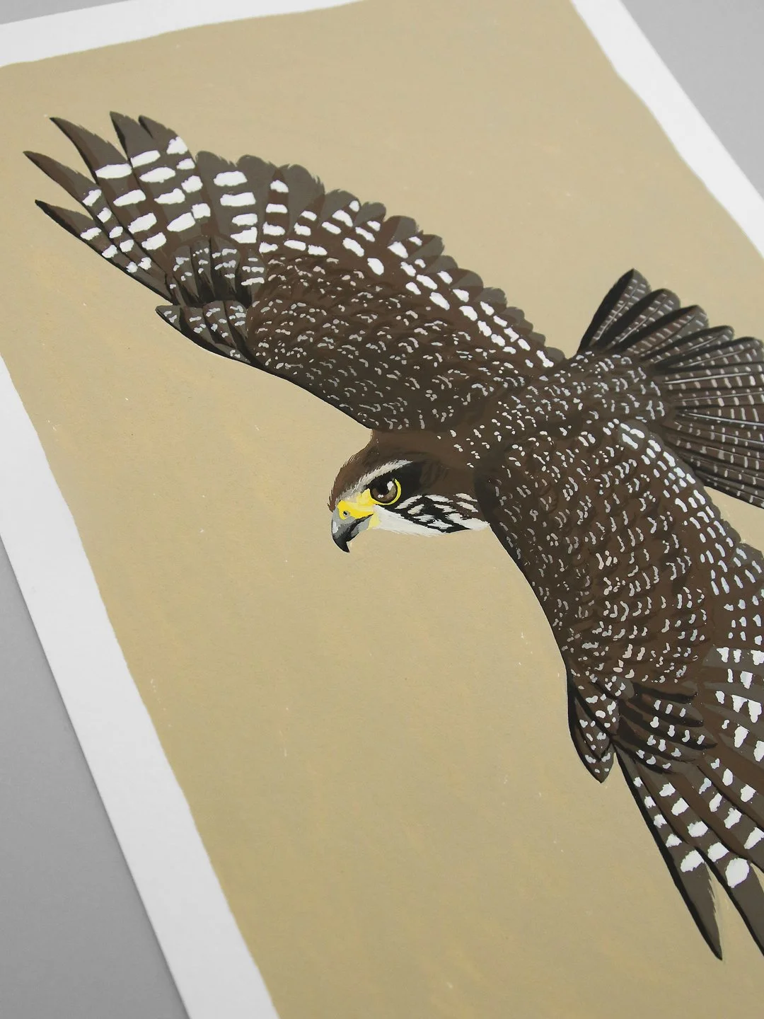 melissa boardman falcon original 05.jpg