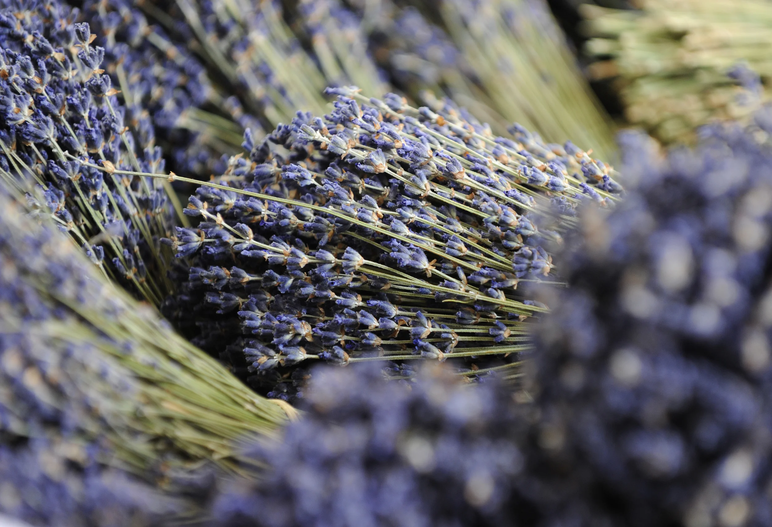 Provence, Ranska, Apt, tori, laventeli