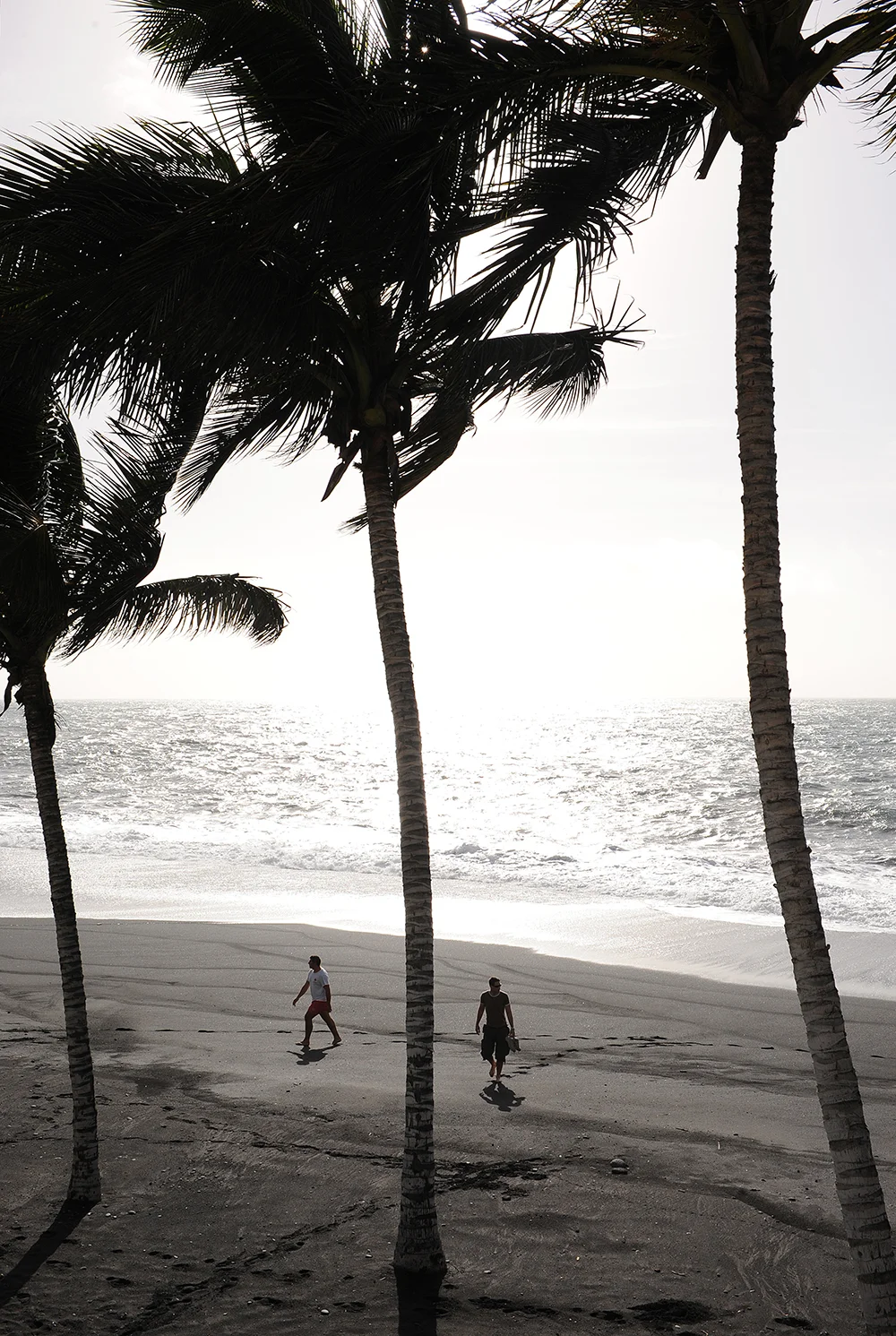 La Palma, Kanaria, Kanarian Saaret, matka, maktablogi, palmu