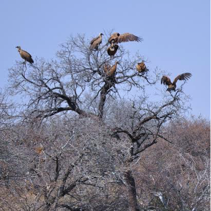 vulturesintree.png