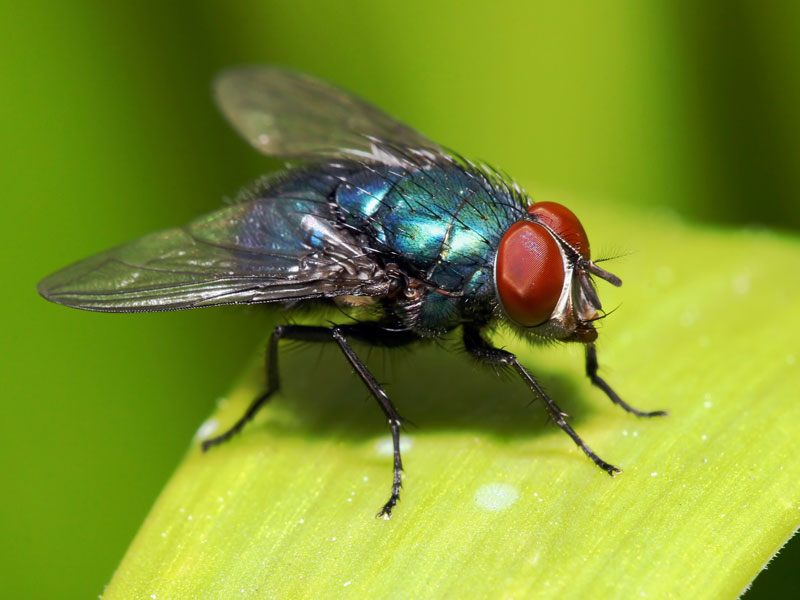 What Can We Learn From a Fly? — The Art of Noticing
