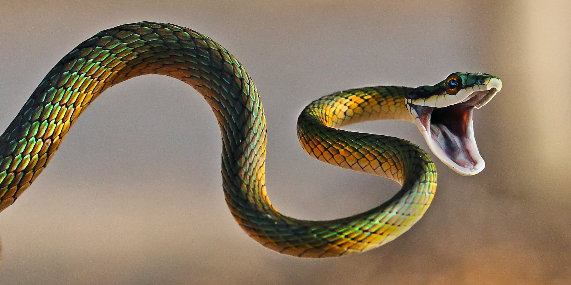 WHEN SNAKES FACE EACH OTHER 