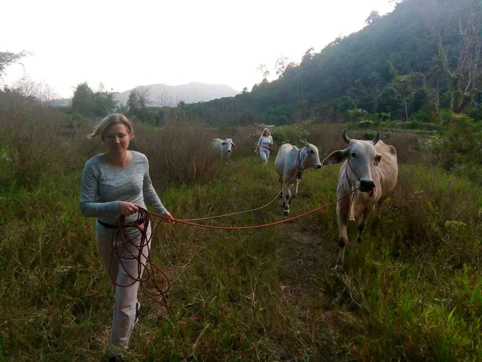 northern_thailand_honeymoon.jpg
