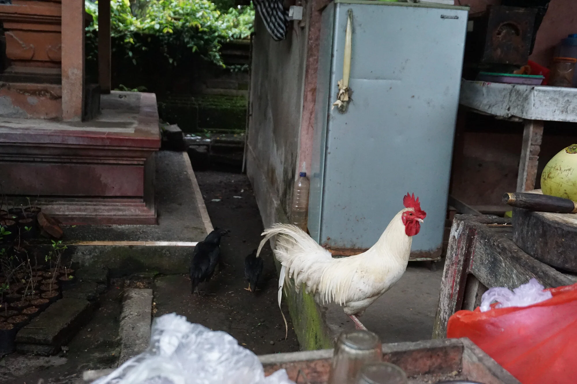 chicken.jpg