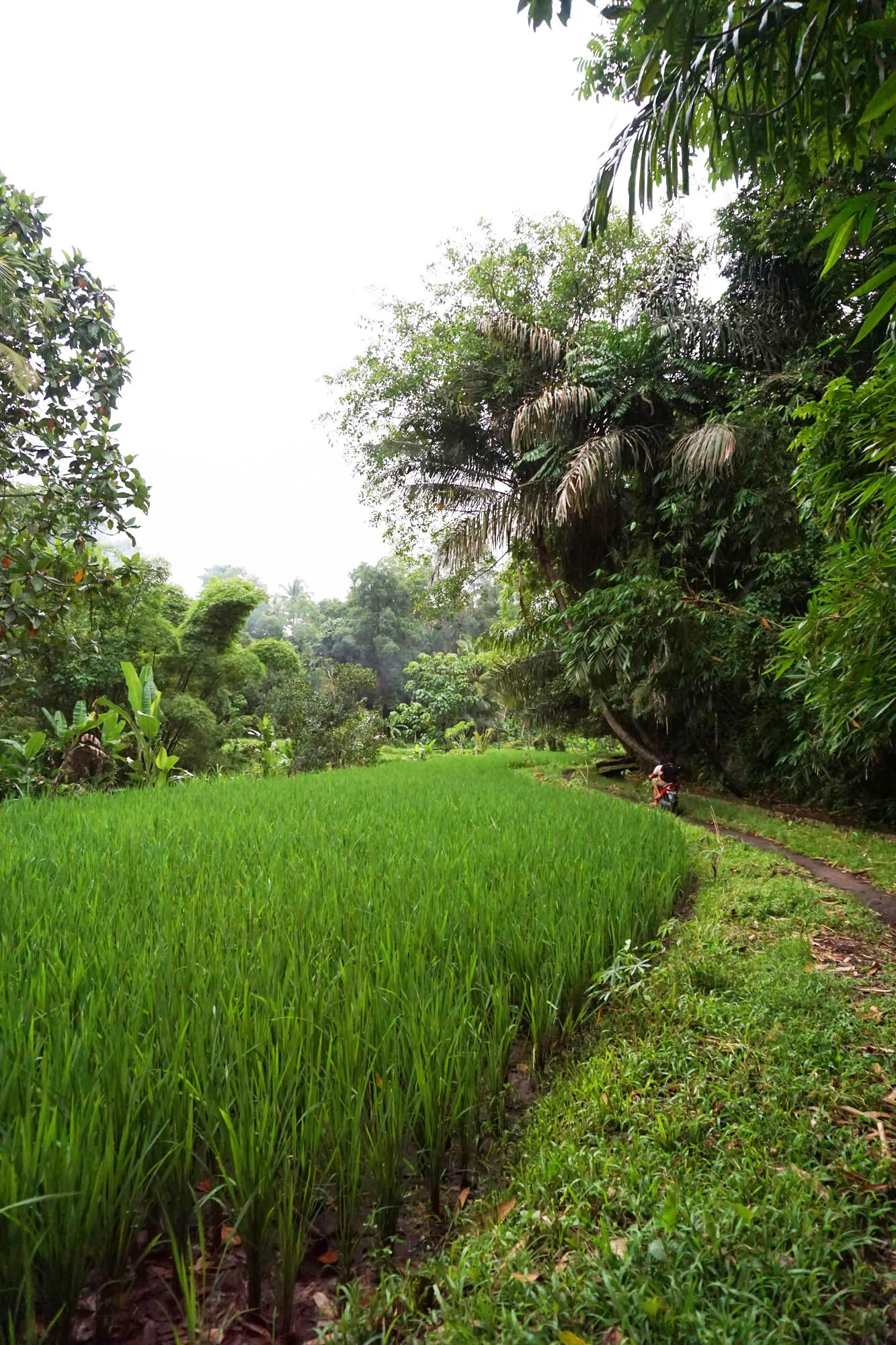 sindu_ricefield.jpg