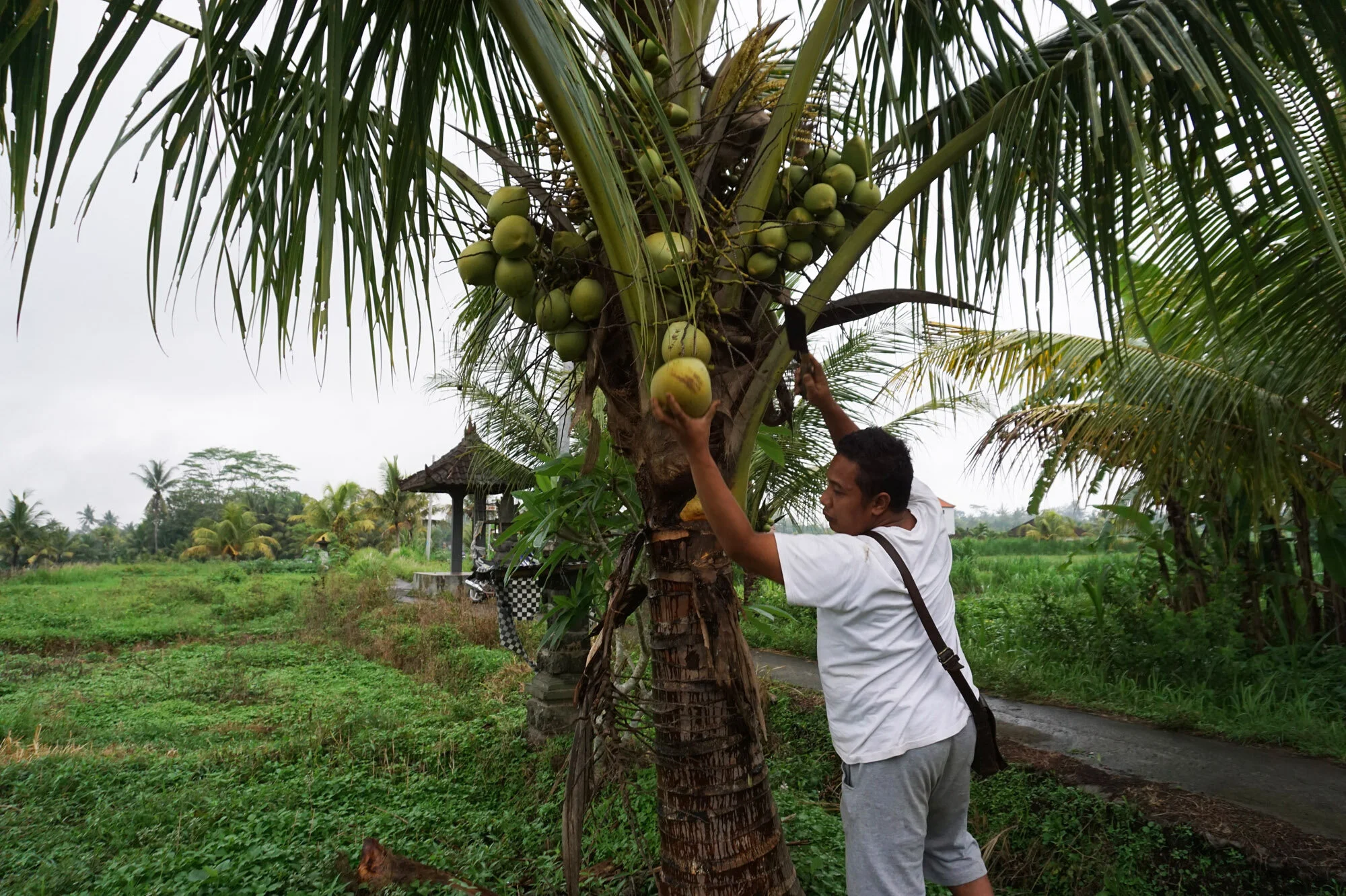 coconuts.jpg