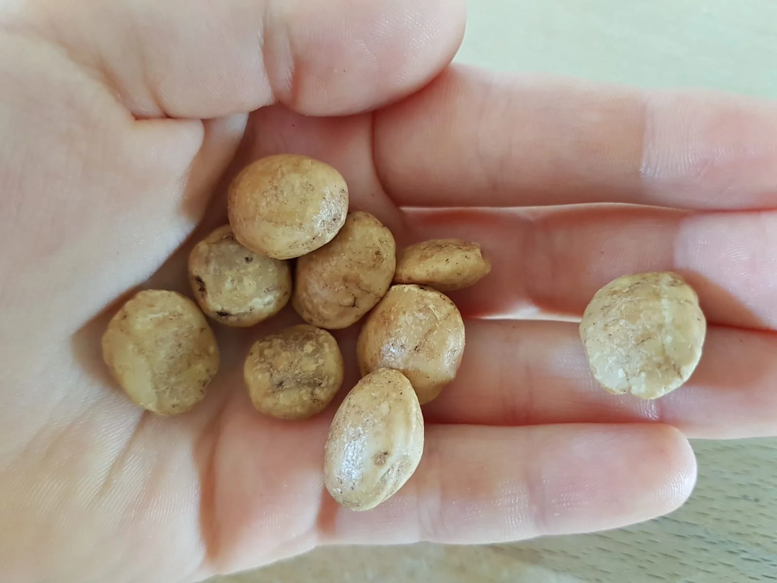 Ein paar Sacha Inchik (peruanische Bohnen)