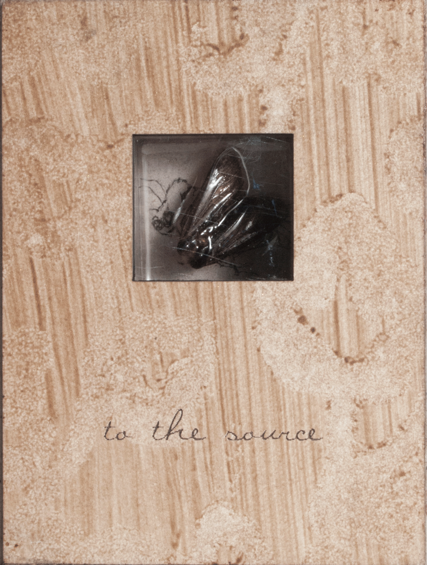 bailey-euxoa-auxillaris-1.gif