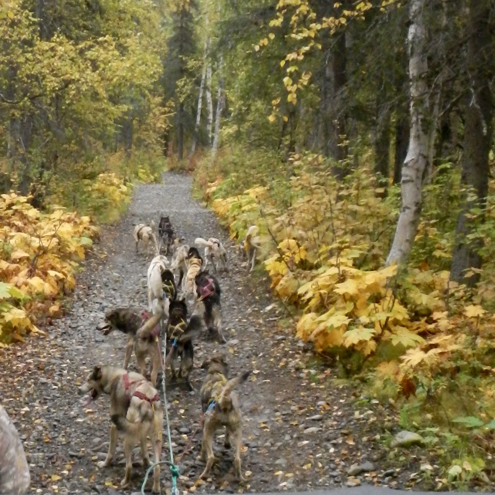 In Sled Dog Racing, the dog out front is called the leader for a reason.