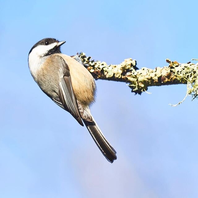 Black capped chickadee basking in the sun.
&bull;
&bull;
&bull;
&bull;
&bull;
&bull;
&bull;
&bull;
&bull;
&bull;
#vancityphotographer #yvrphotographer #avianphotography #blackcappedchickadee #georgecreifelmigratorybirdsanctuary