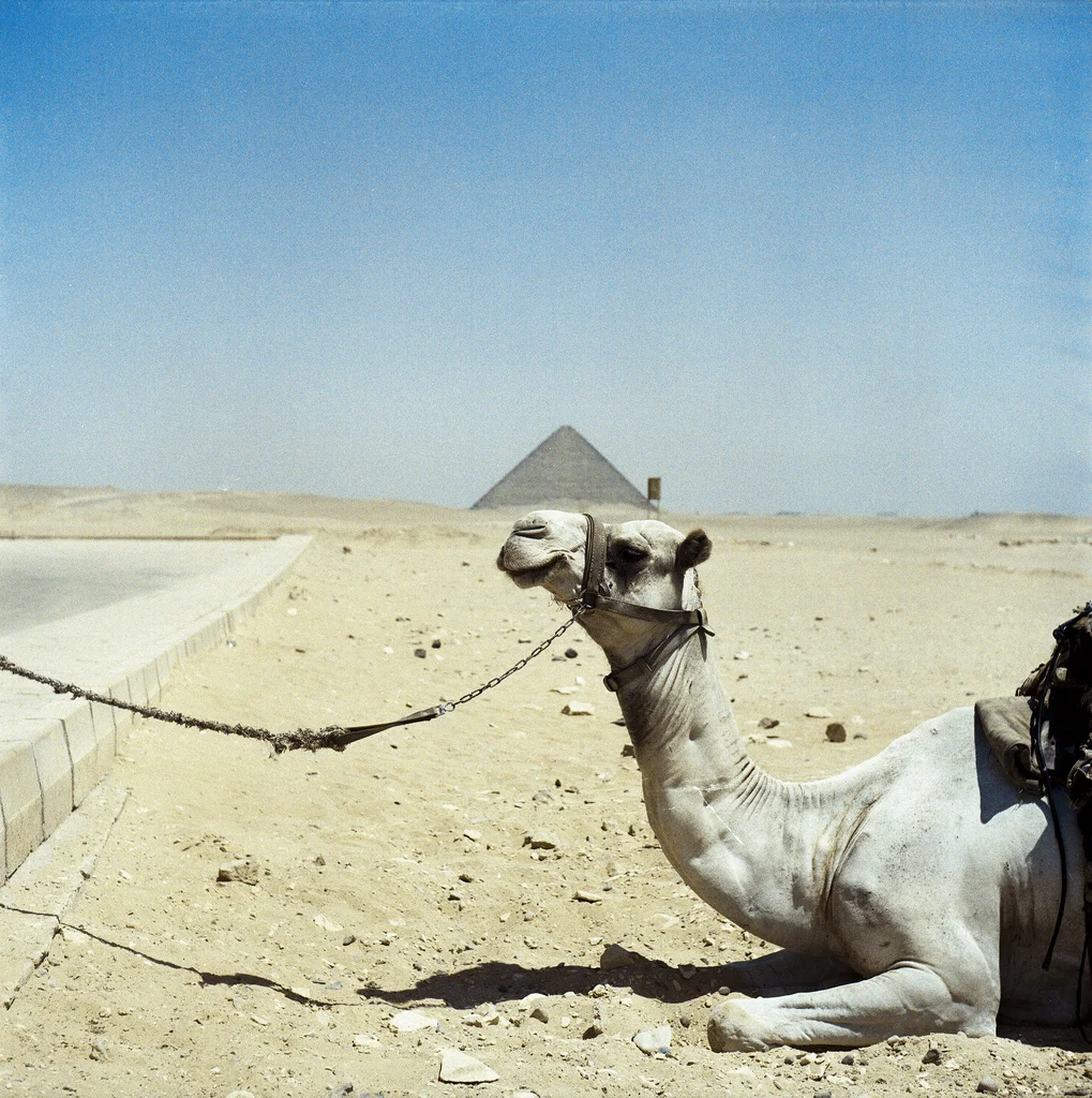 Four Continents and My Yashica