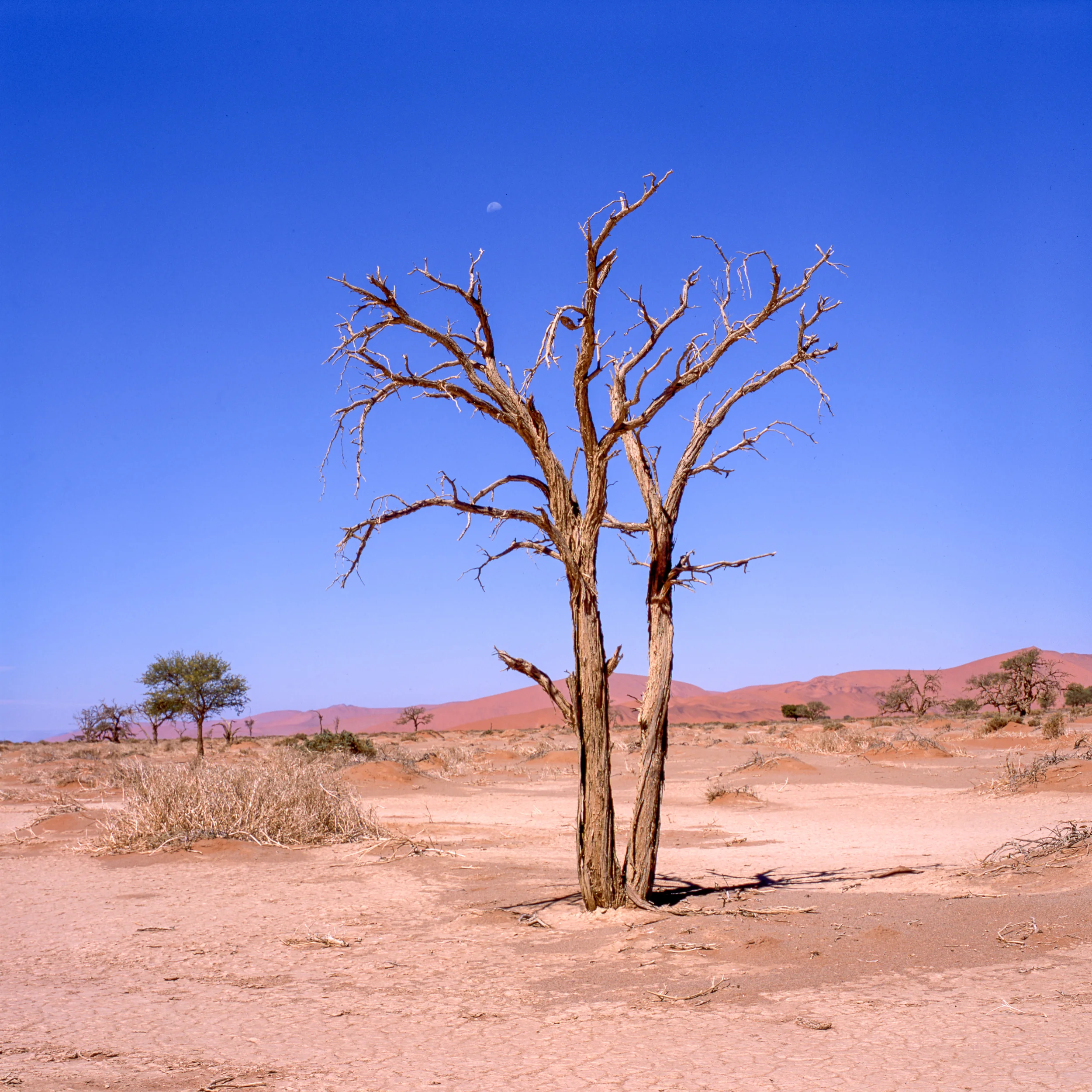 South Africa Honeymoon: Namibia