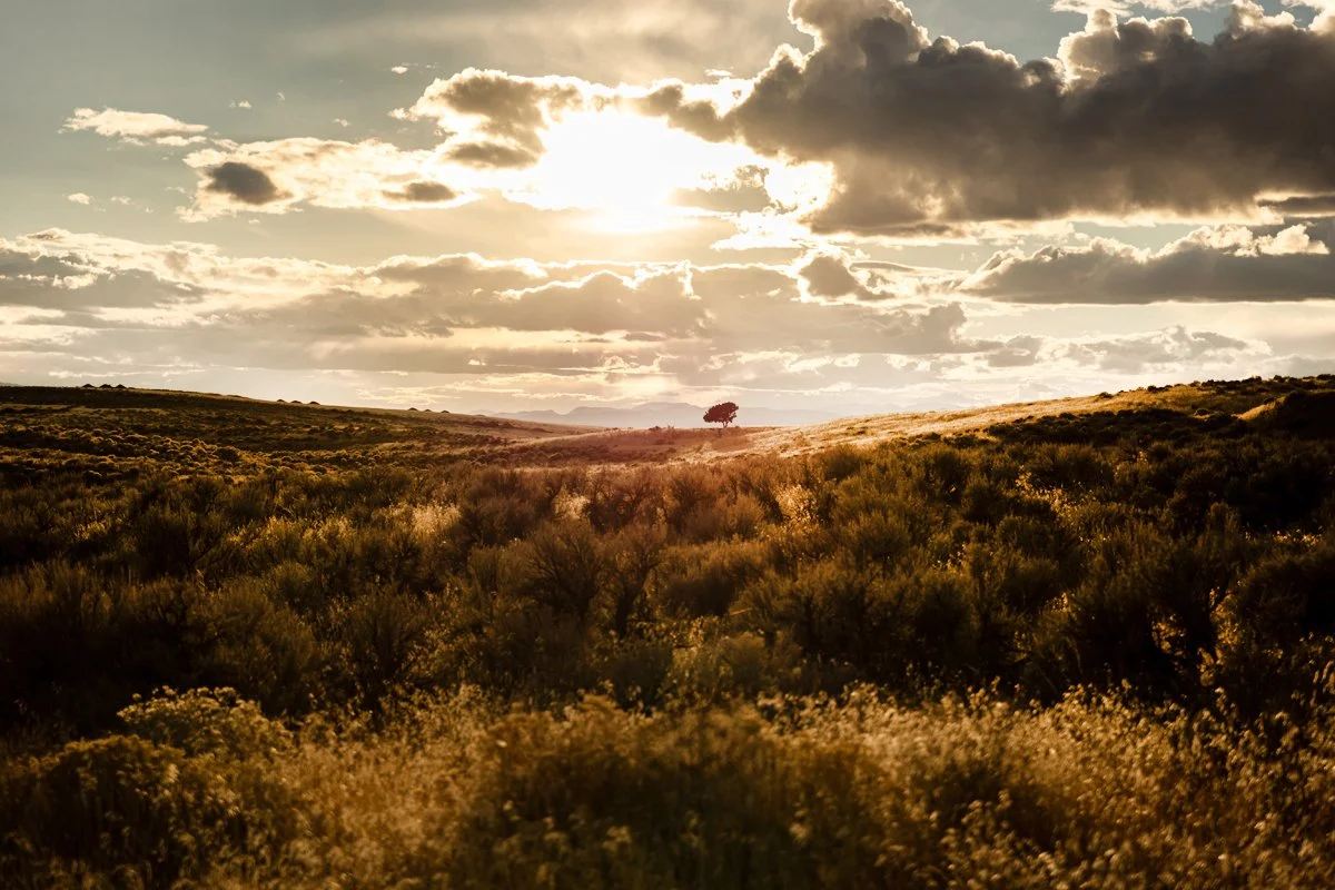 Sunset over a grassy field with bushes and a single tree in the distance, partly cloudy sky with bright sun.