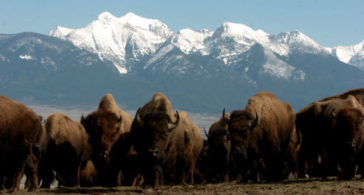 National bison range