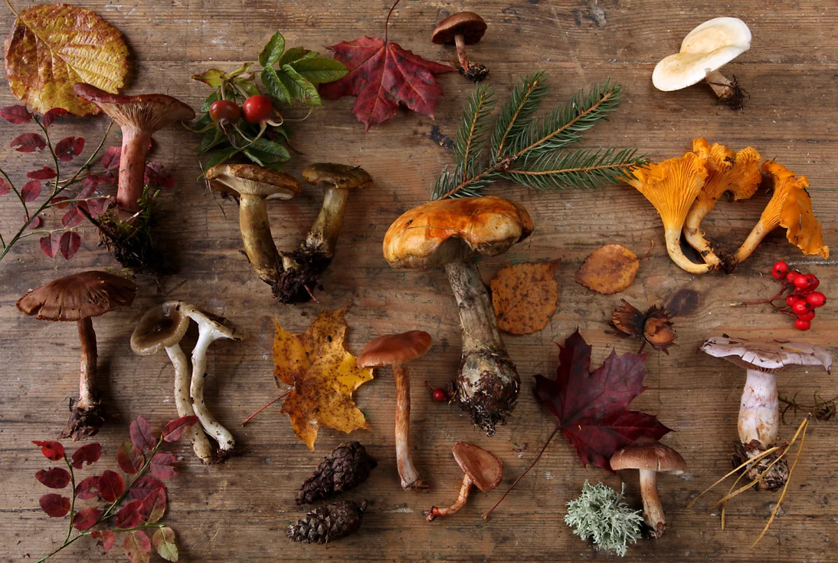  Karl Adami "Variety of Mushrooms"