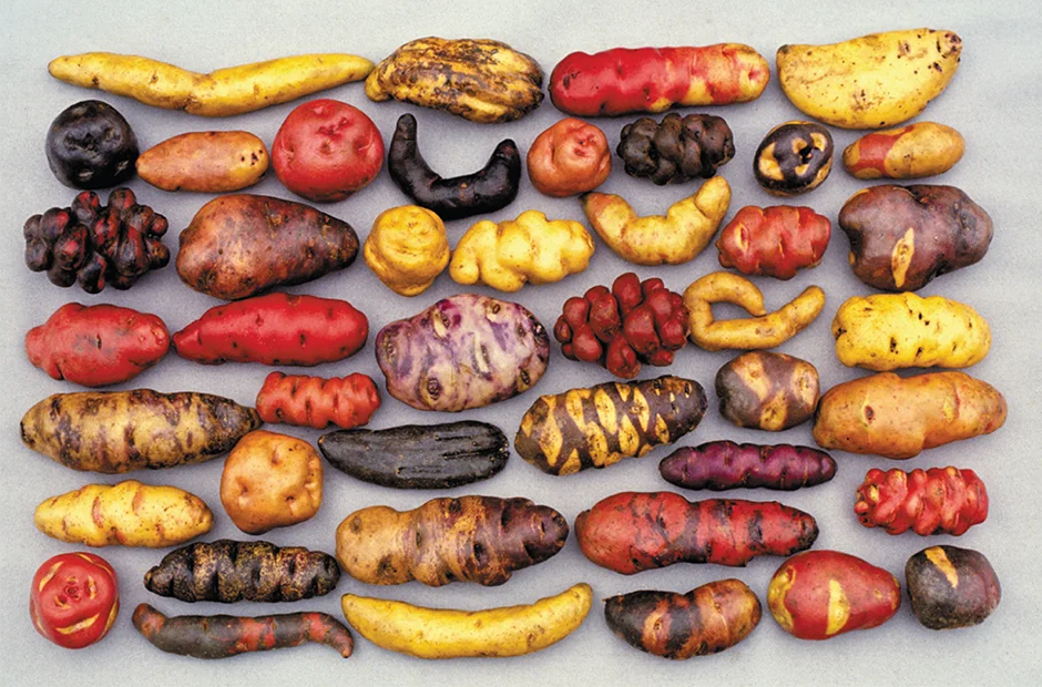 Variety of potatoes from the Andes, Peru (Photographer unknown)