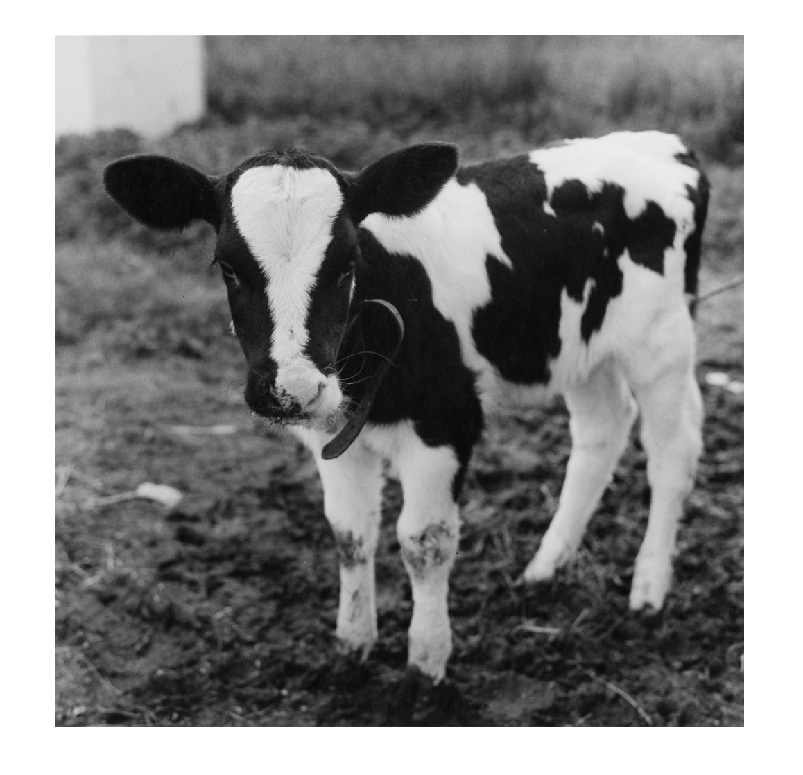 Peter Hujar “Calf”