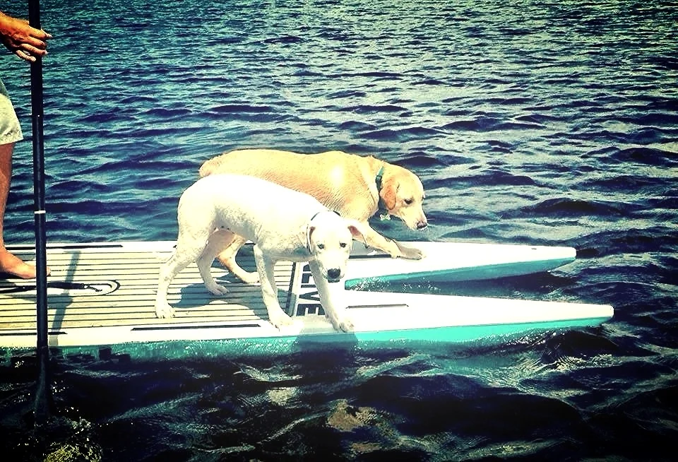 Two of our pups enjoying some time on the water