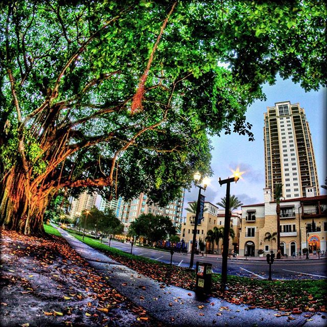 Good morning St Pete #stpete #florida #ilovetheburg #instaburg #instagram_florida #igersflorida #igersstpete #cleargram #tampabay #downtown #tree #roamflorida #pureflorida #fun_in_florida #skyline #city #cityscape #welivehere #liveamplified #lovefl #