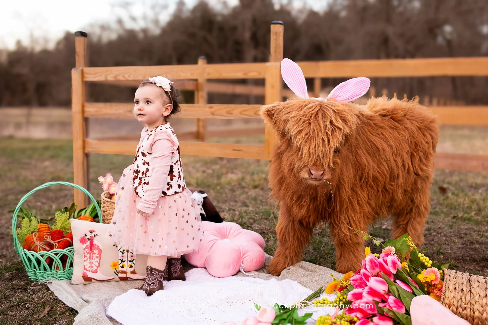 Mini cow photos_watermarked-3.jpg