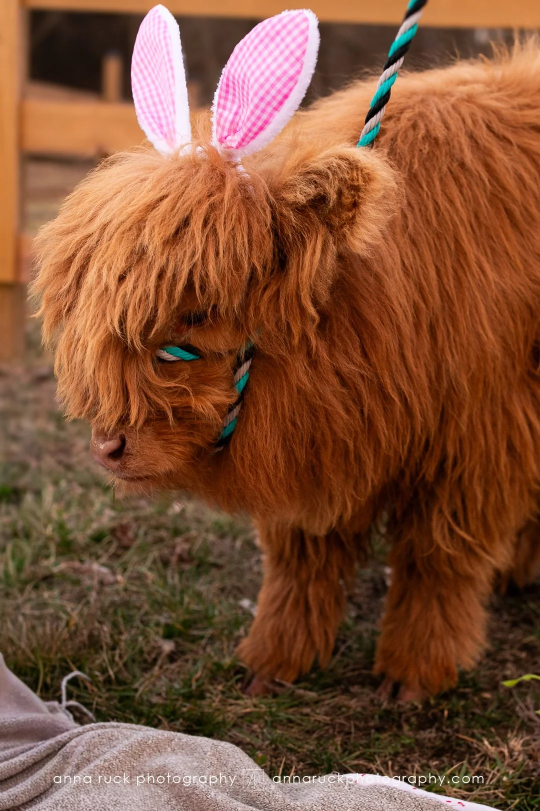 Mini cow photos_watermarked-15.jpg